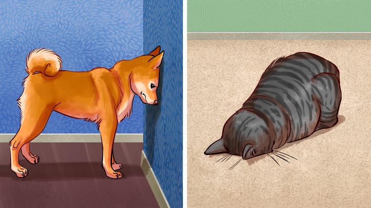 7 Possible Reasons Why Your Pet Could Be Pressing Its Head Against the Wall